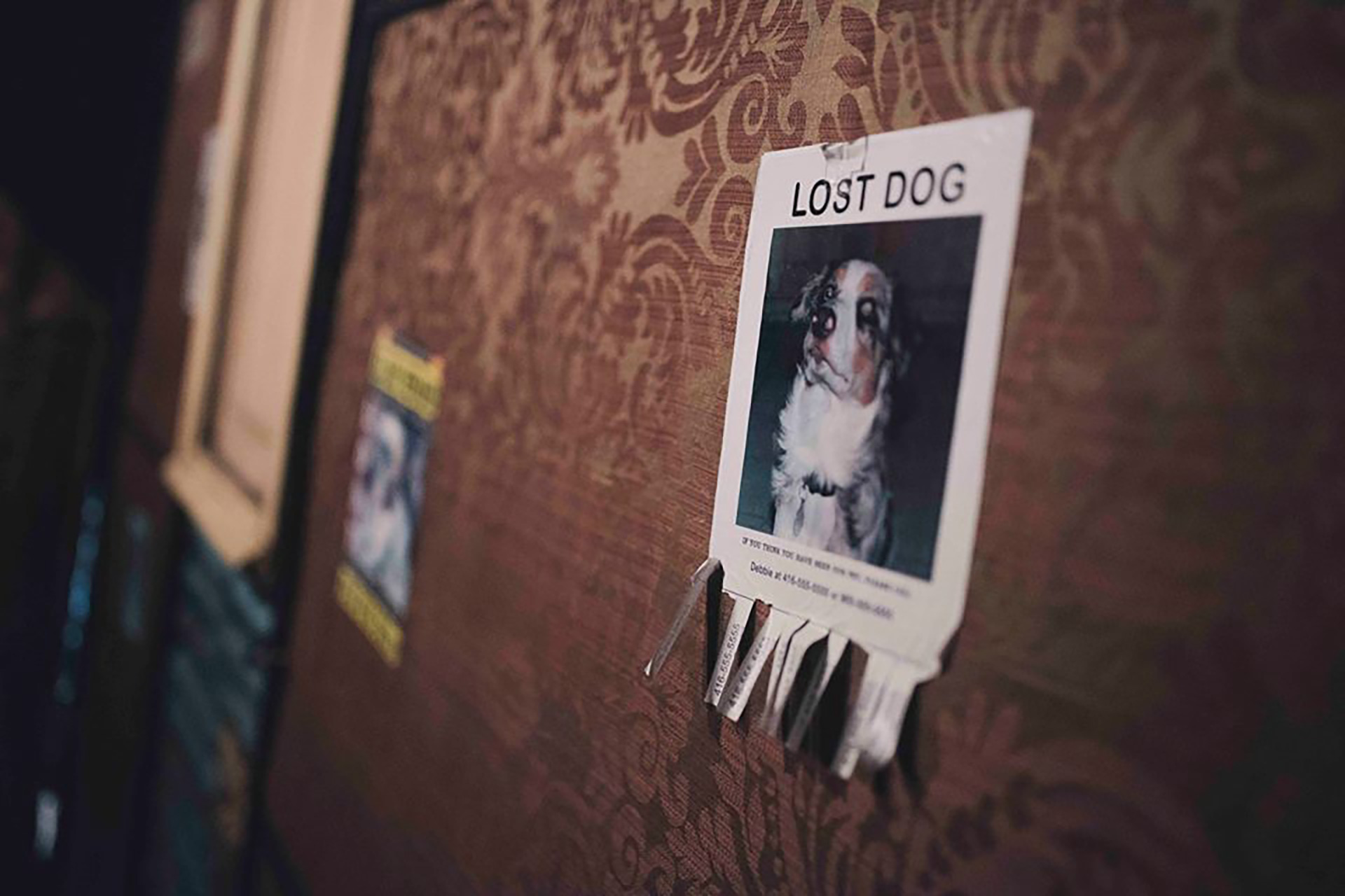 Detail interior decoration Lost Dog house Photo : Alba Sotelo